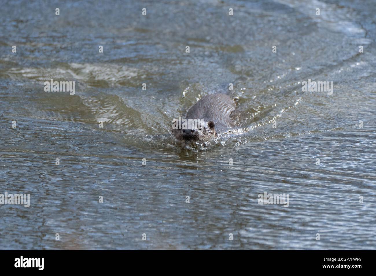 Otter- Lutra lutra swims. Stock Photo
