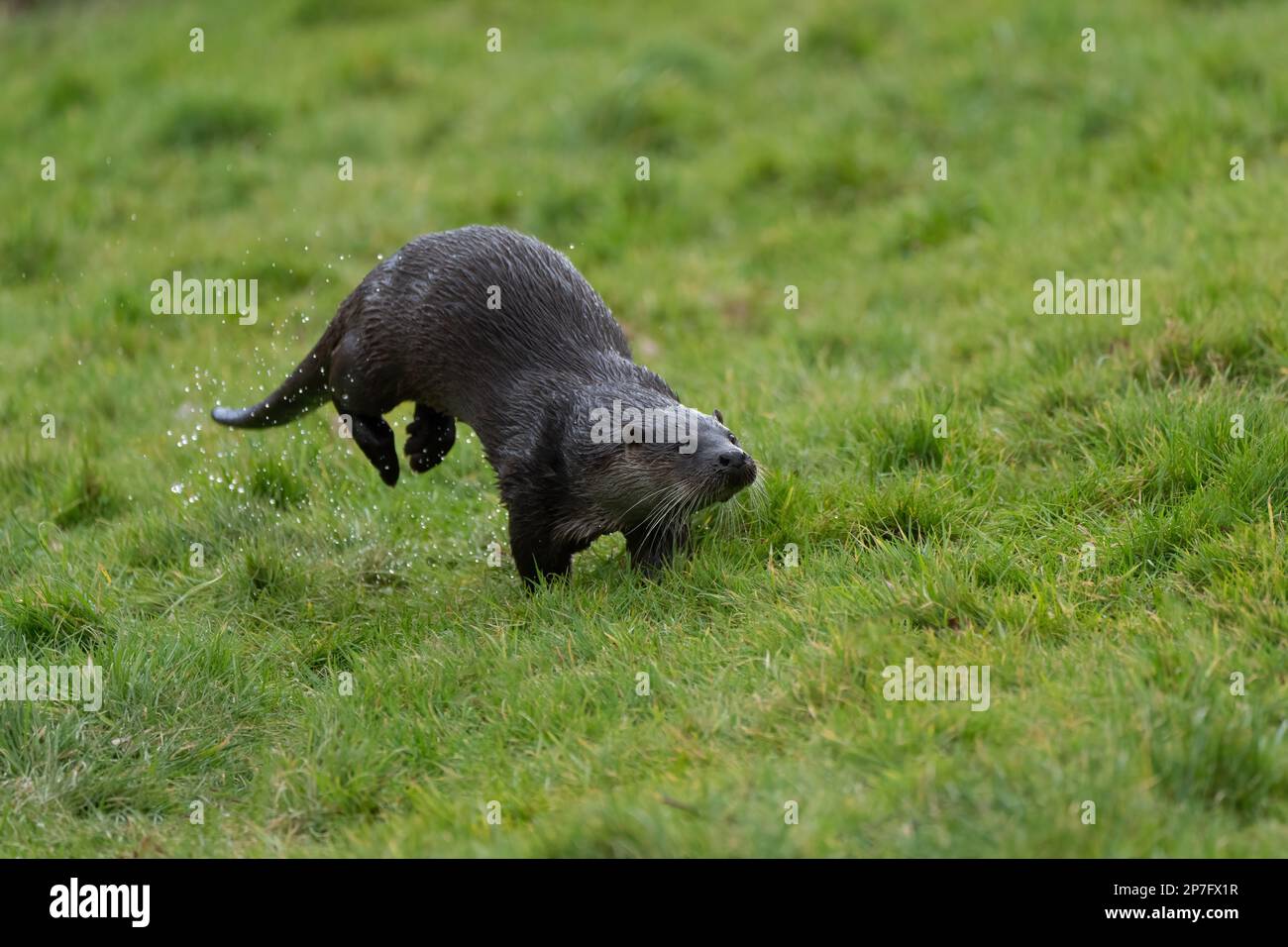 Otter- Lutra lutra. Winter Stock Photo