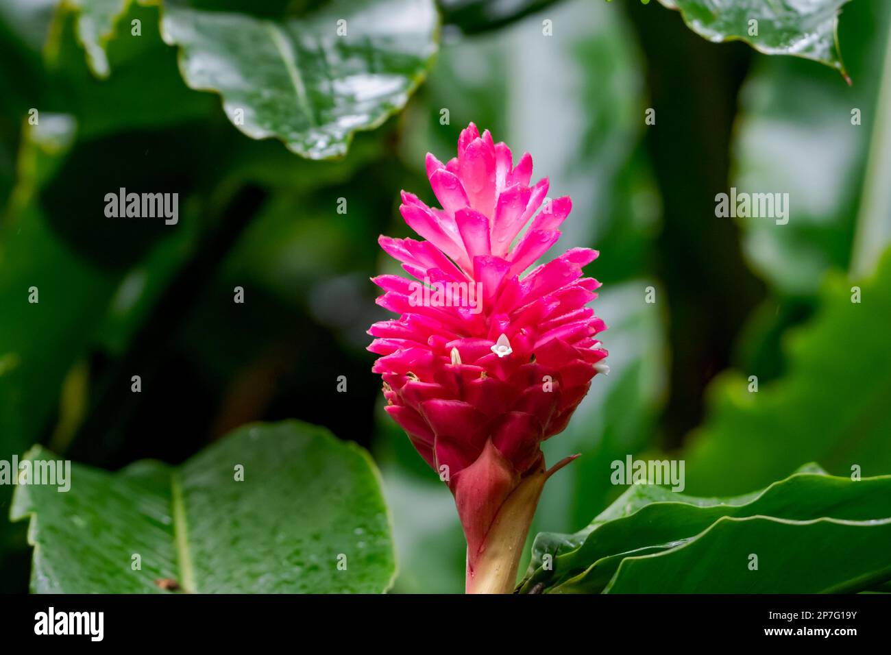 Closeup of tropical, pink ginger lily flower surrounded by green leaves. Stock Photo