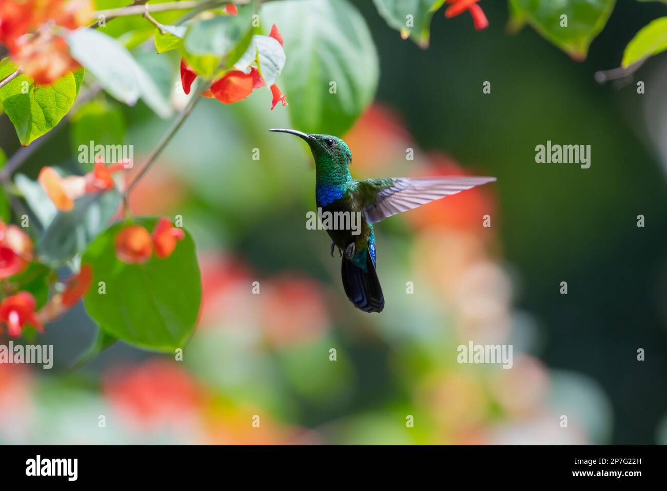 Green-throated Carib hummingbird flying next to tropical flowers in a botanical garden in the Caribbean. Stock Photo