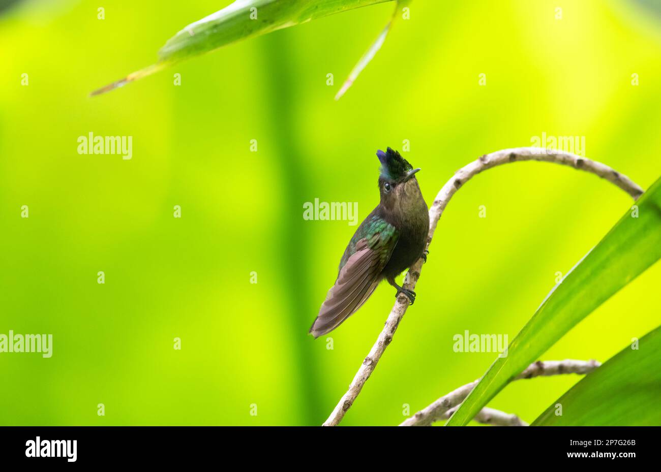 Small Antillean Crested hummingbird, Orthorhyncus cristatus, perched on a branch in the forest with green background. Stock Photo