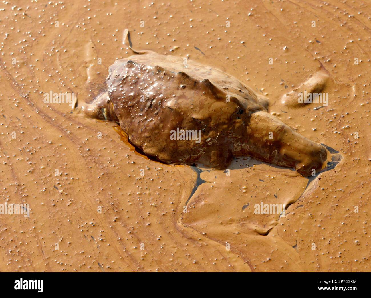 A dead turtle floats on a pool of oil from the Deepwater Horizon spill