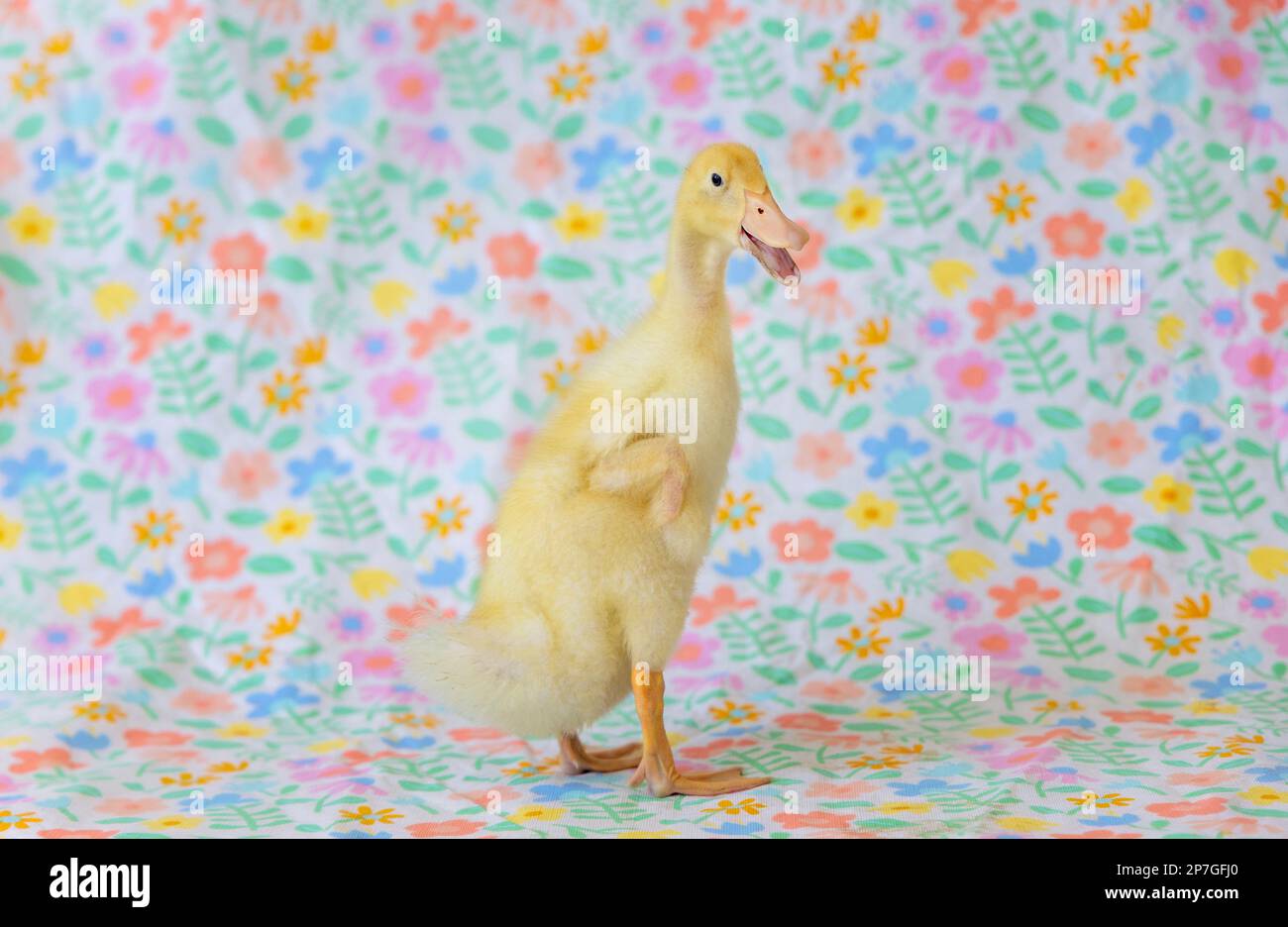 Baby duck on flowered backdrop Stock Photo