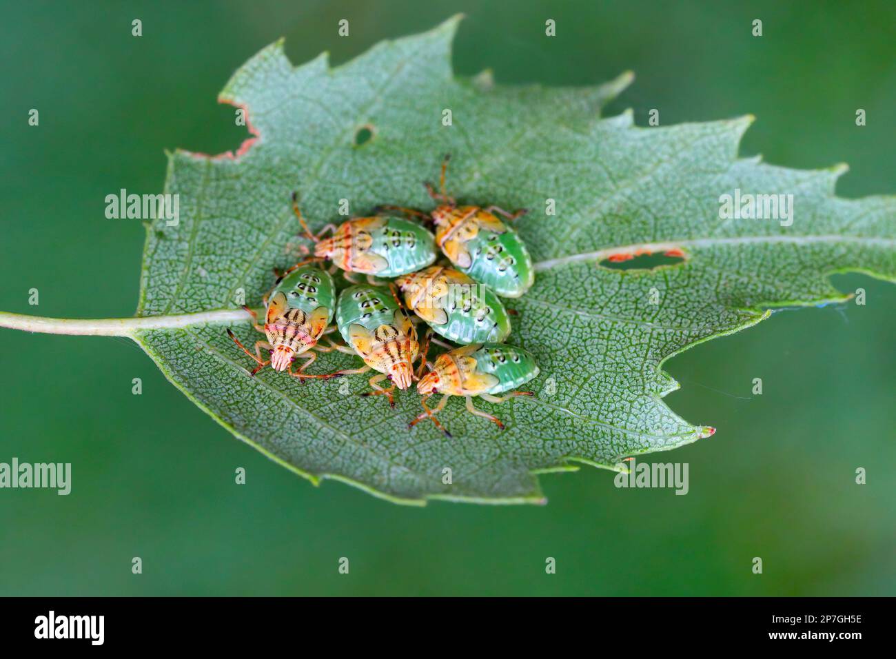 Group of Parent Bug final instar nymphs (Elasmucha grisea) nestled together on birch leaf. Stock Photo