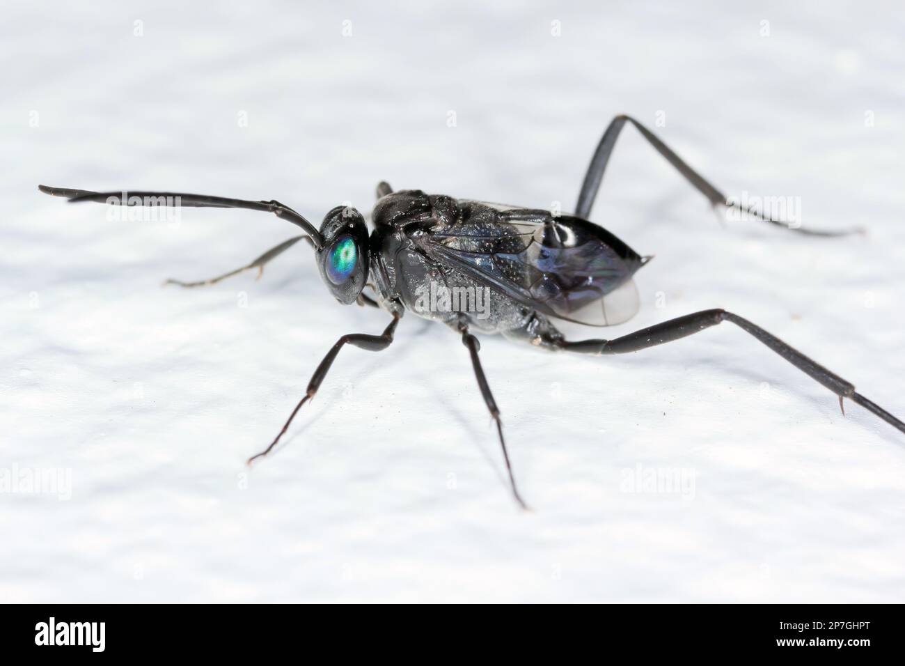 Ensign Wasp (Evania appendigaster). Parasitises, predation destroying egg cocoons of cockcroaches. Natural enemy of cockroaches. Introduced species. Stock Photo