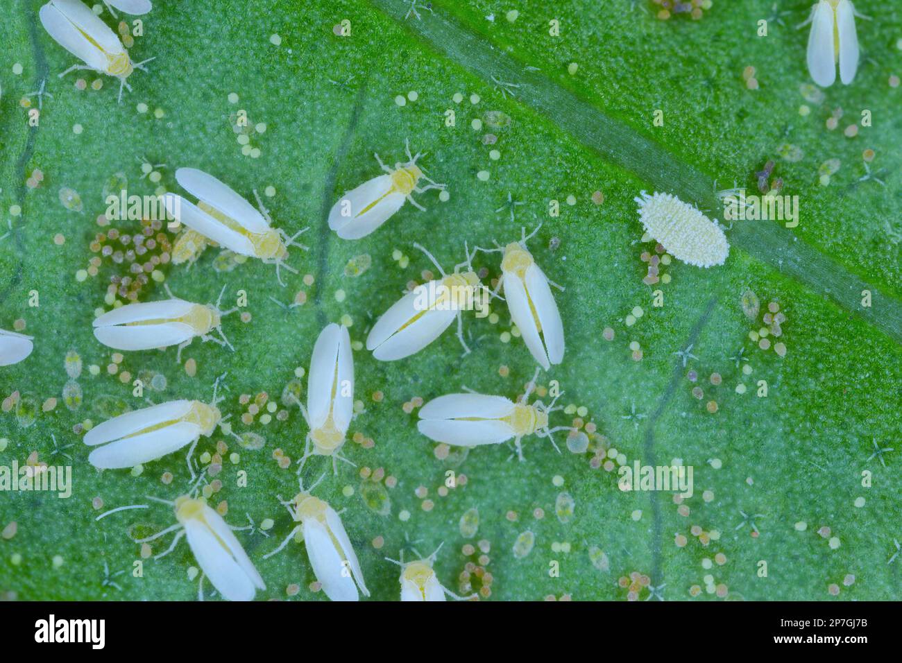 Cotton whitefly (Bemisia tabaci) adults, eggs and larvae on a leaf underside. Stock Photo