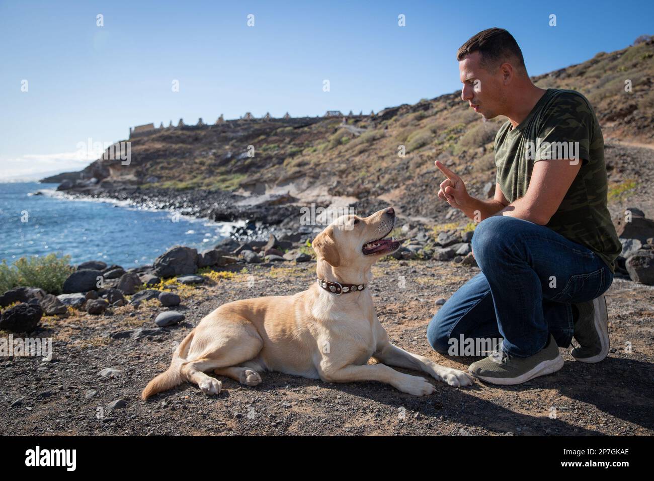 A labrador retriever during a training looks at his trainer who is teaching him to obey. Stock Photo