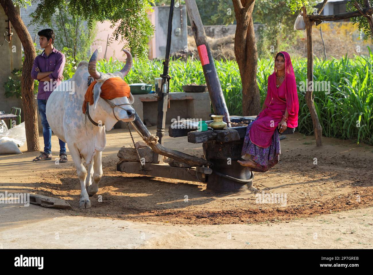 RANAKPUR, INDIA, November 3, 2017 : A noria, also called sakia or Persian Wheel, powered by a cow in the countryside. Stock Photo