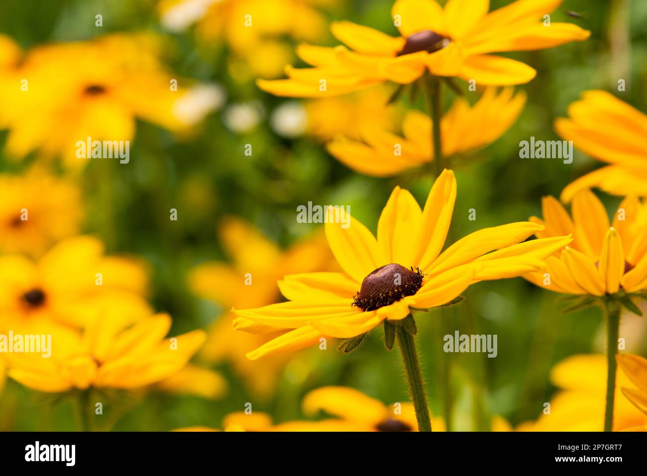 Colorful flowers in nature hi-res stock photography and images - Alamy