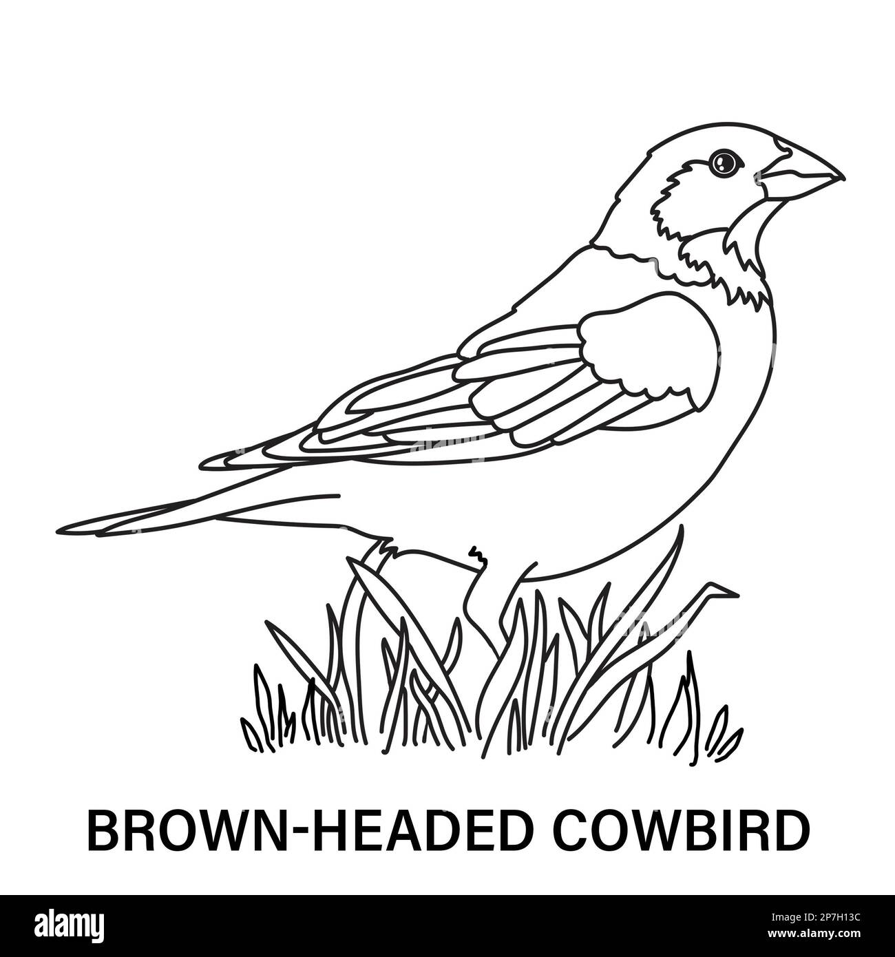 Illustration of a male brown-headed cowbird on a white background. Coloring page for fun or learning. Stock Photo