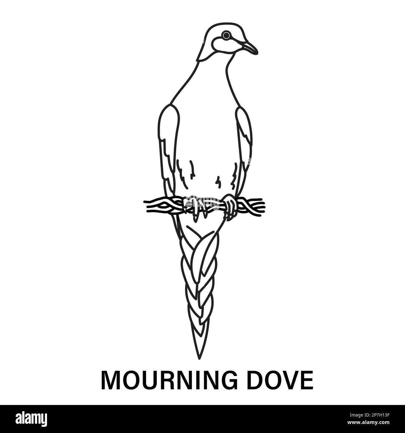 Illustration of a male mourning dove, or turtle dove, on a white background. Coloring page for fun or learning. Stock Photo