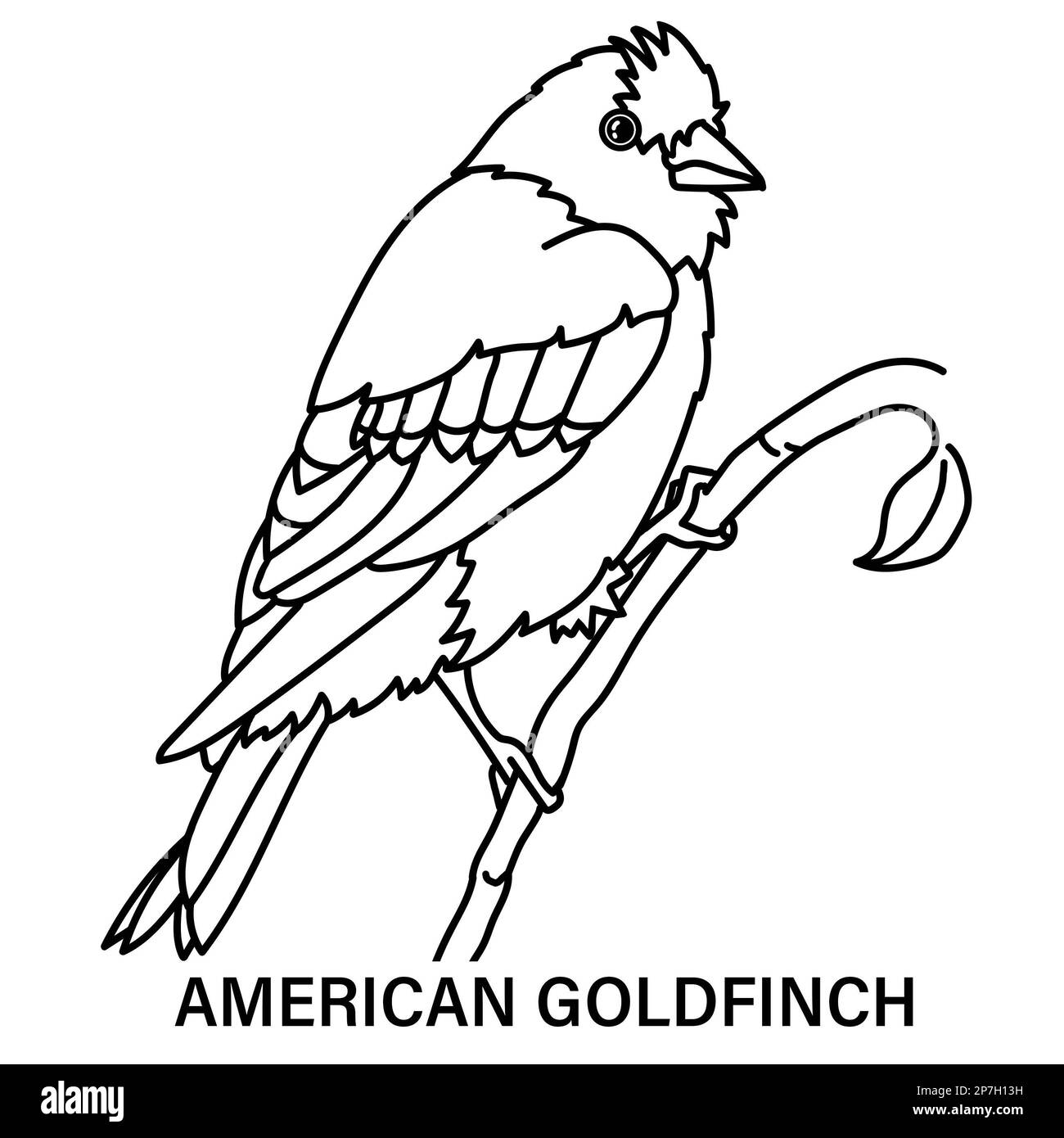 Illustration of a male American goldfinch on a white background. Coloring page for fun or learning. Also called wild canary. Stock Photo