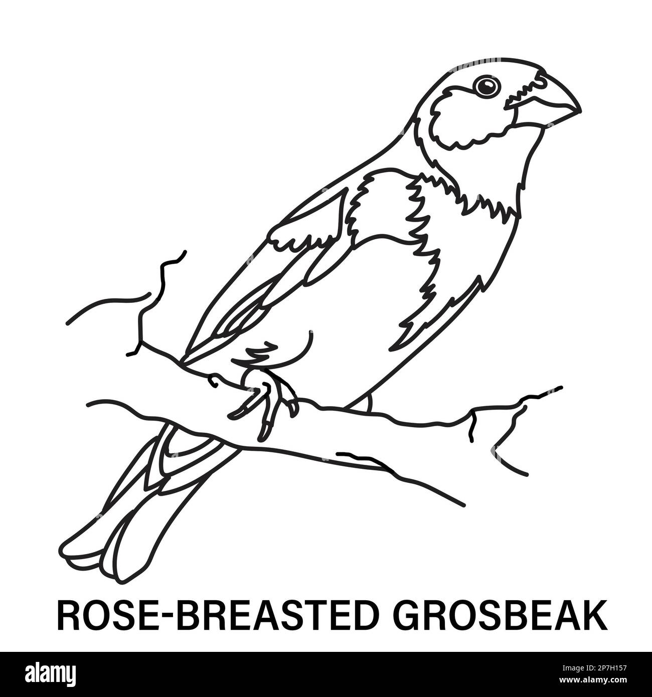 Illustration of a male rose-breasted grosbeak, or cutthroat, on a white background. Coloring page for fun or learning. Include identification of bird. Stock Photo