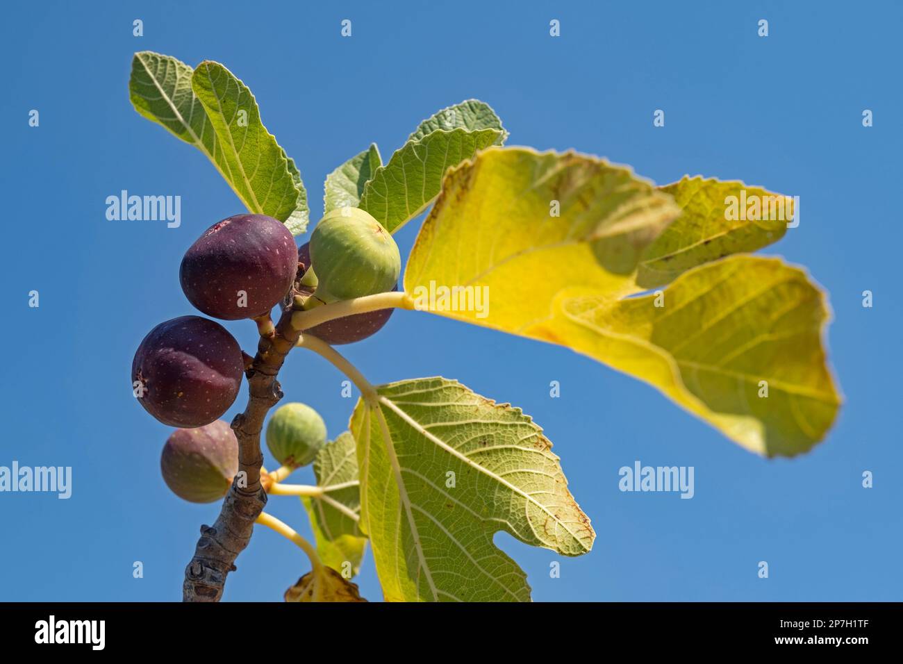 Close-up of edible figs in various stages of ripening on fig tree (Ficus carica) against blue sky in summer Stock Photo