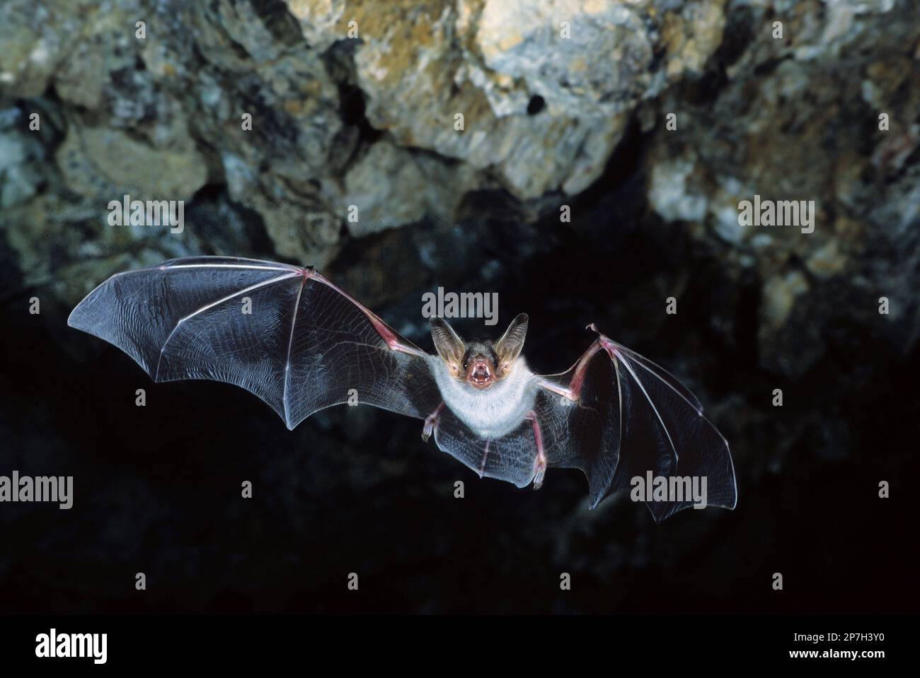 Pipistrelli (Myotis myotis) in volo all'interno di una caverna, Sardegna, Italia.  Bats flying  (Myotis myotis), Sardinia, Italy Stock Photo