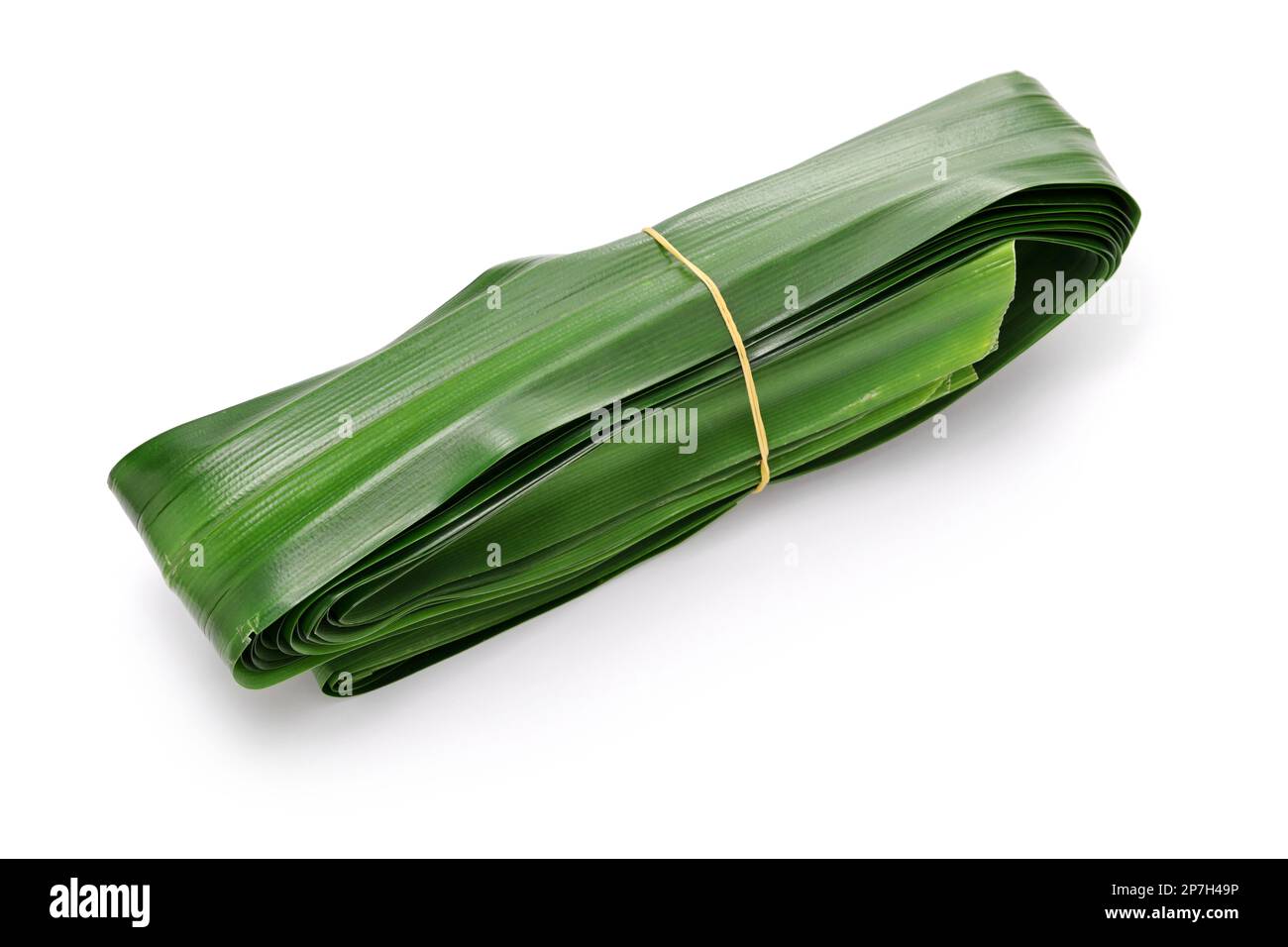 Pandan leaves are bundled with a rubber band. Pandan leaves are used widely for flavoring or coloring in the cuisines of Southeast Asia and South Asia Stock Photo