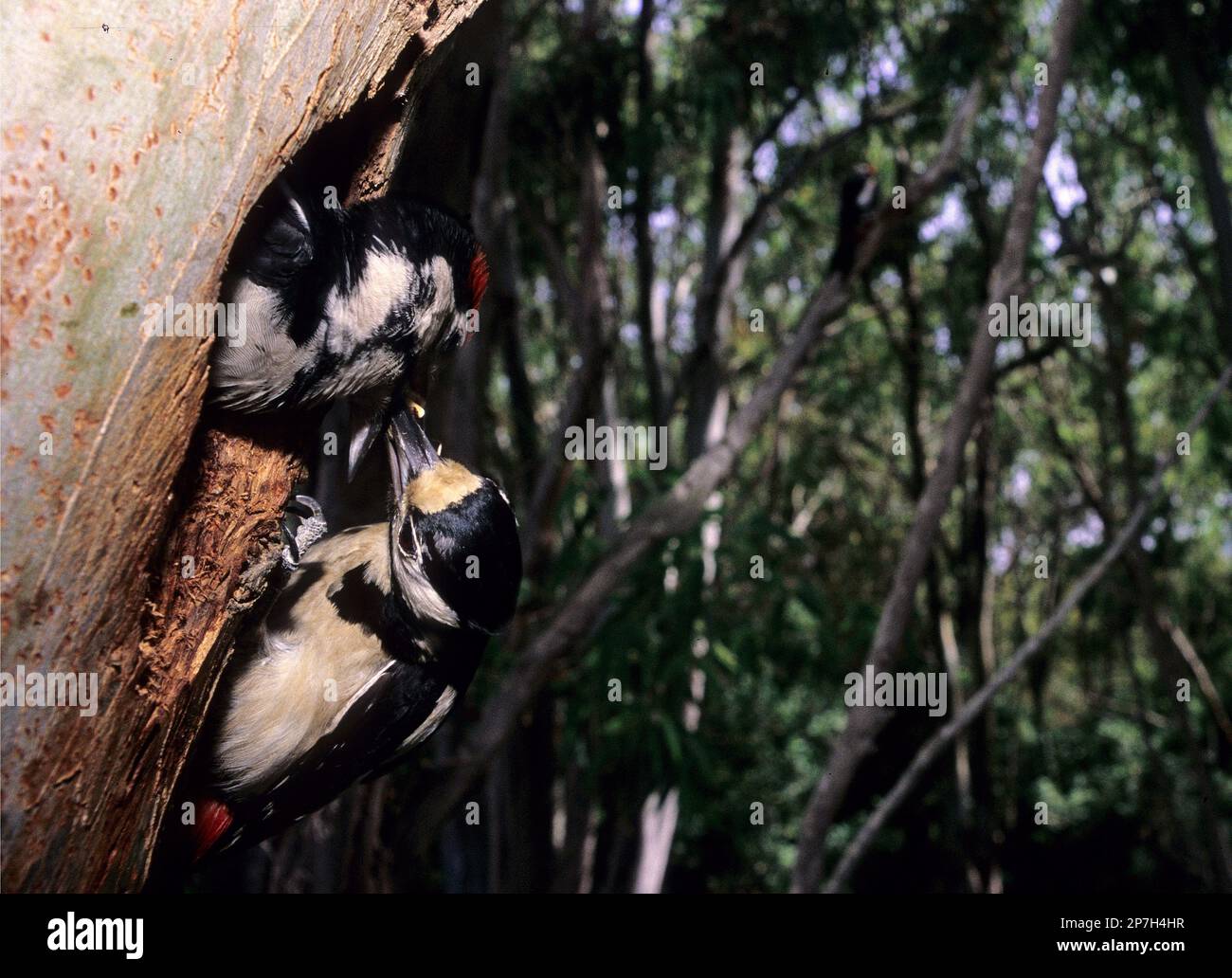 picchio rosso maggiore (Dendrocopus major),  Great spotted woodpecker  Buntspecht  Dendrocopos major . Stock Photo