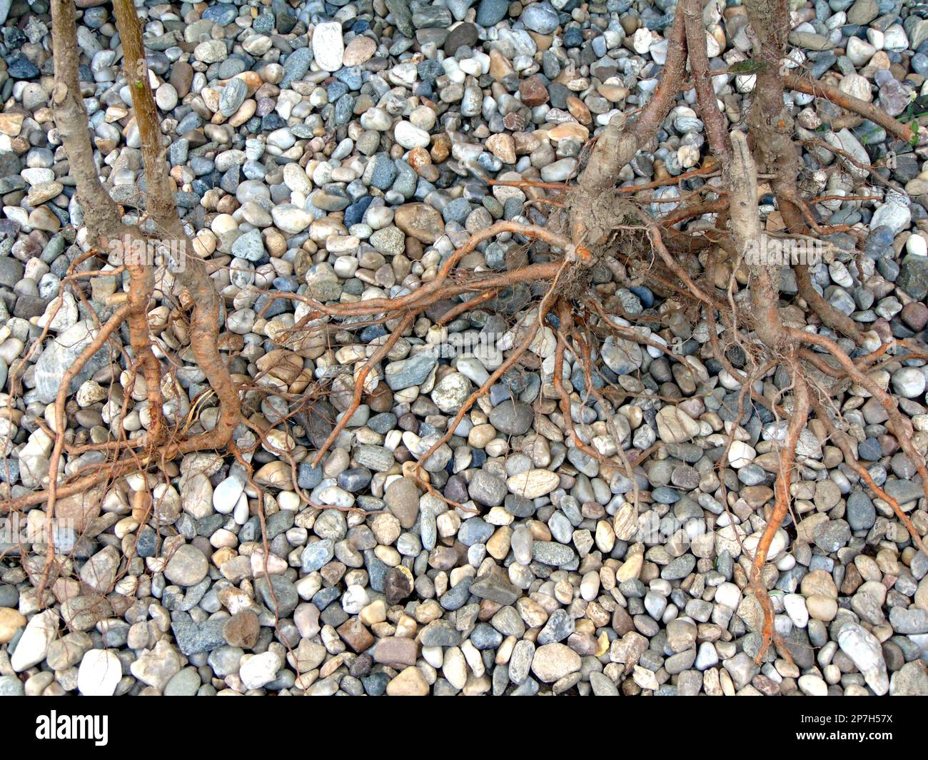 Nice plant ground natural hi-res stock photography and images - Alamy
