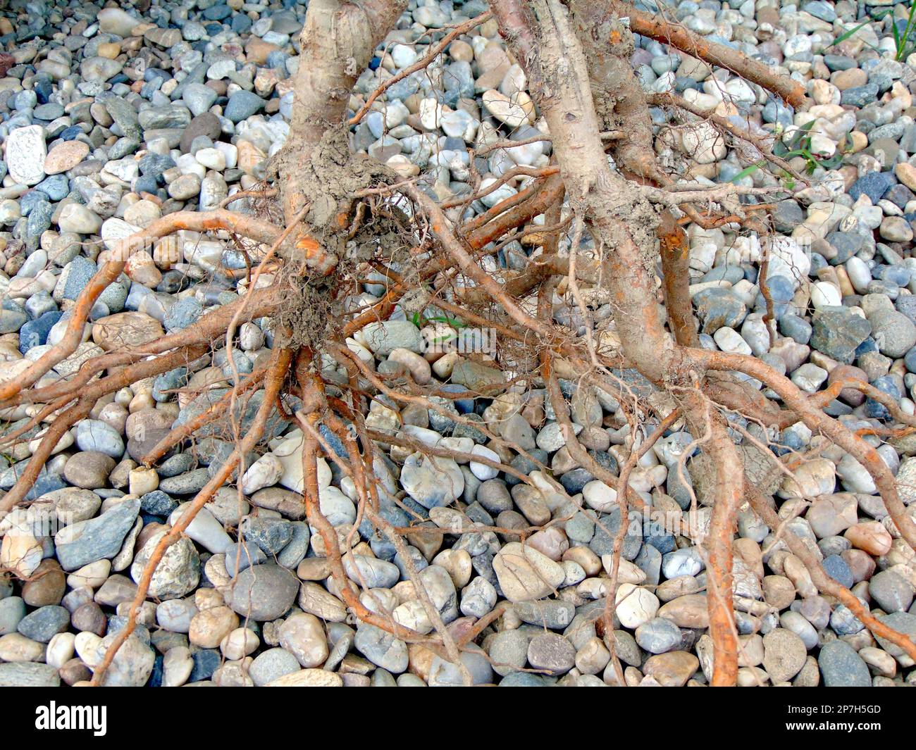 the roots of some trees before they are planted in the ground Stock ...