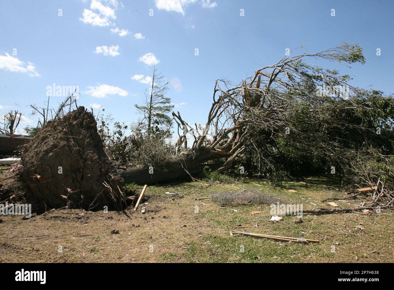 A tree lies uprooted on Sunday April 25, 2010, in Tallulah, La. after a