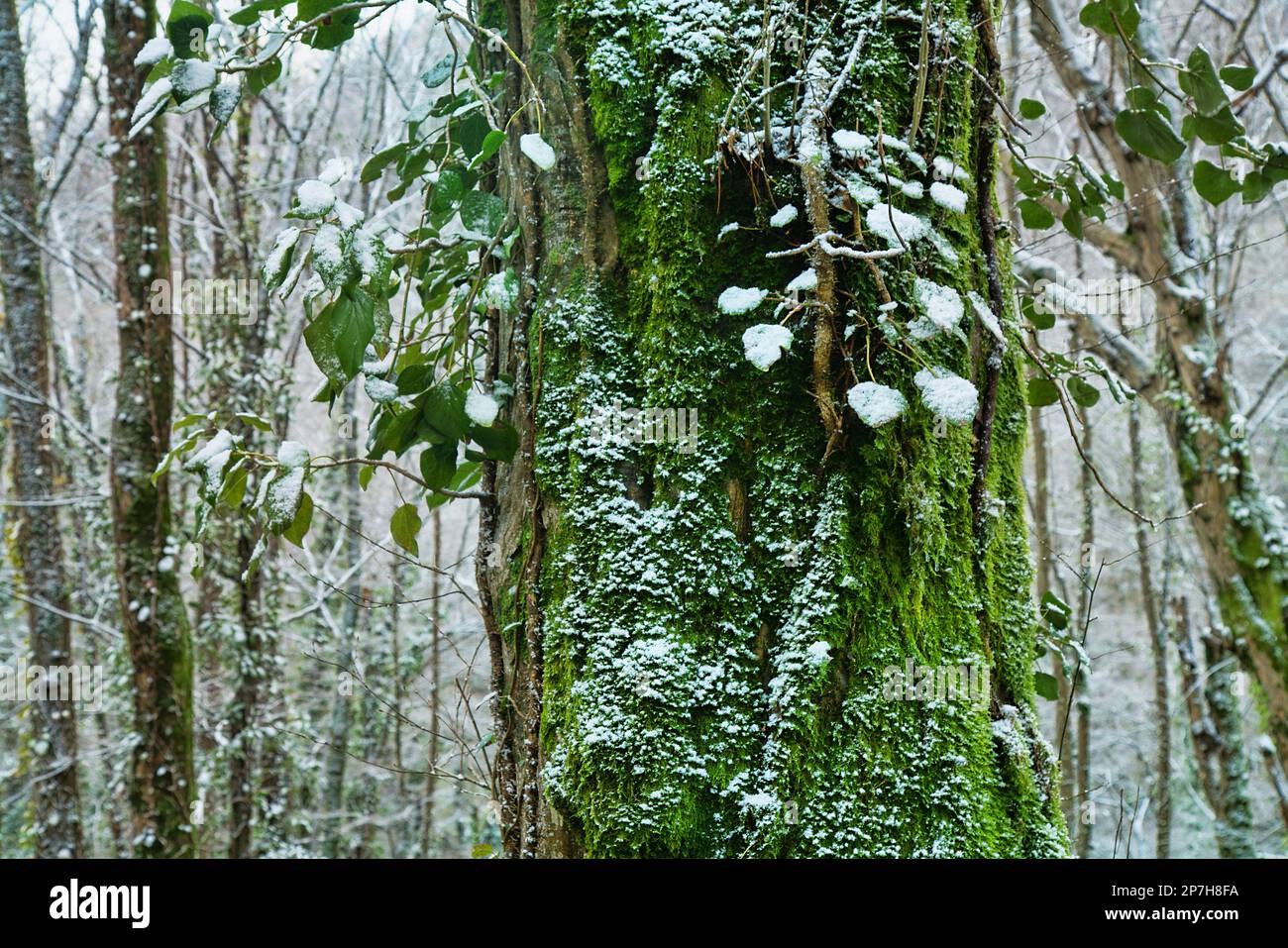 The subtropical forest is covered with snow. Hornbeams is covered with green ivy. Weather cataclysm, climate fluctuation Stock Photo