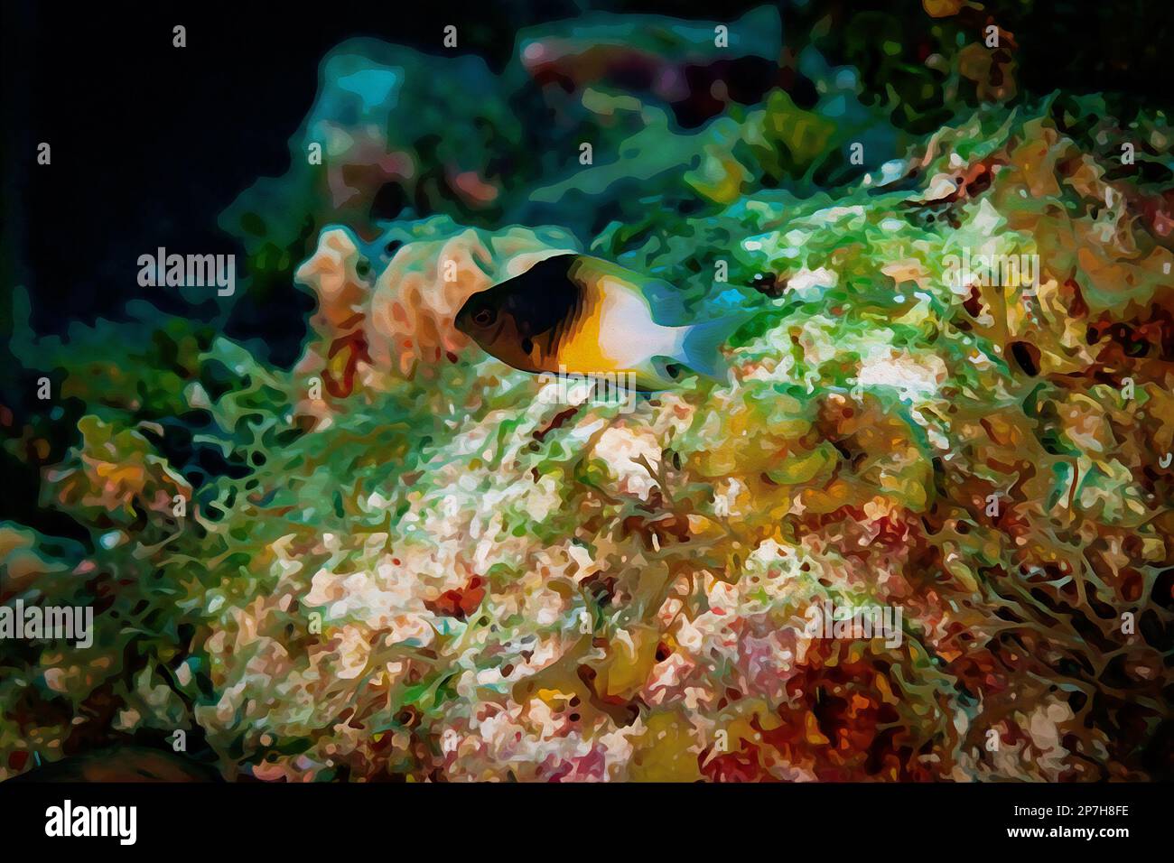 Digitally created watercolor painting of a bicolor damsel fish swimming above the coral reef. Stock Photo