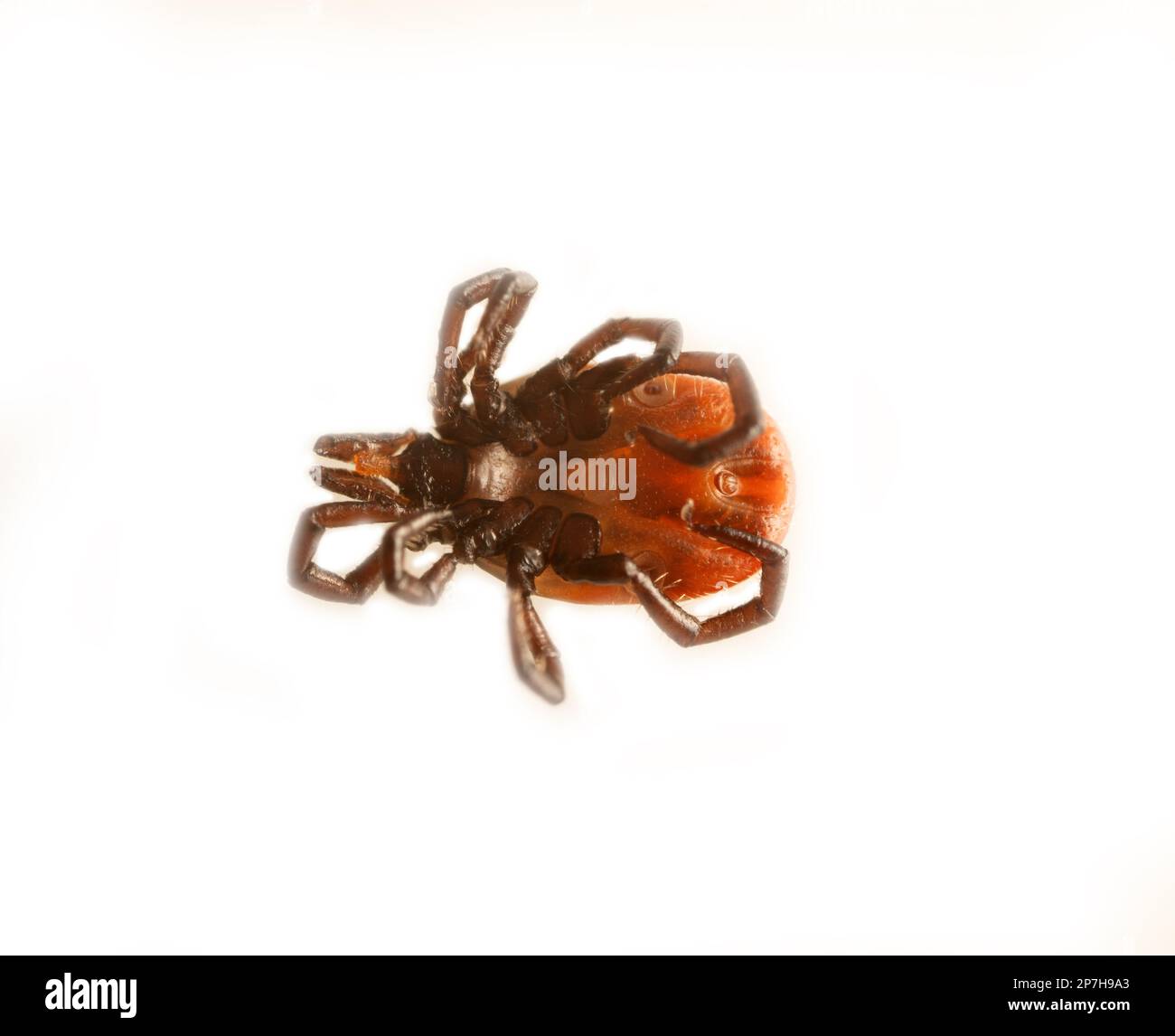 Ixodes tick (dog tick, Ixodes persulcatus) in active form, victim