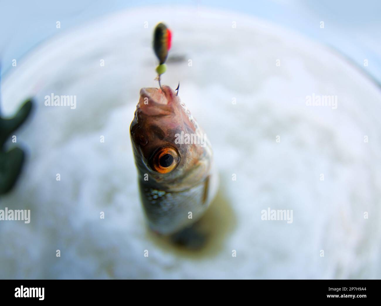 Roach bait hi-res stock photography and images - Alamy