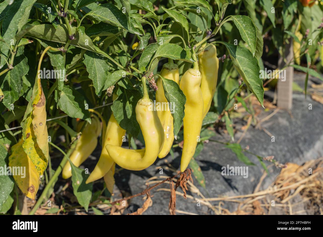 Yellow Banana Peppers in summer vegetable garden Stock Photo Alamy