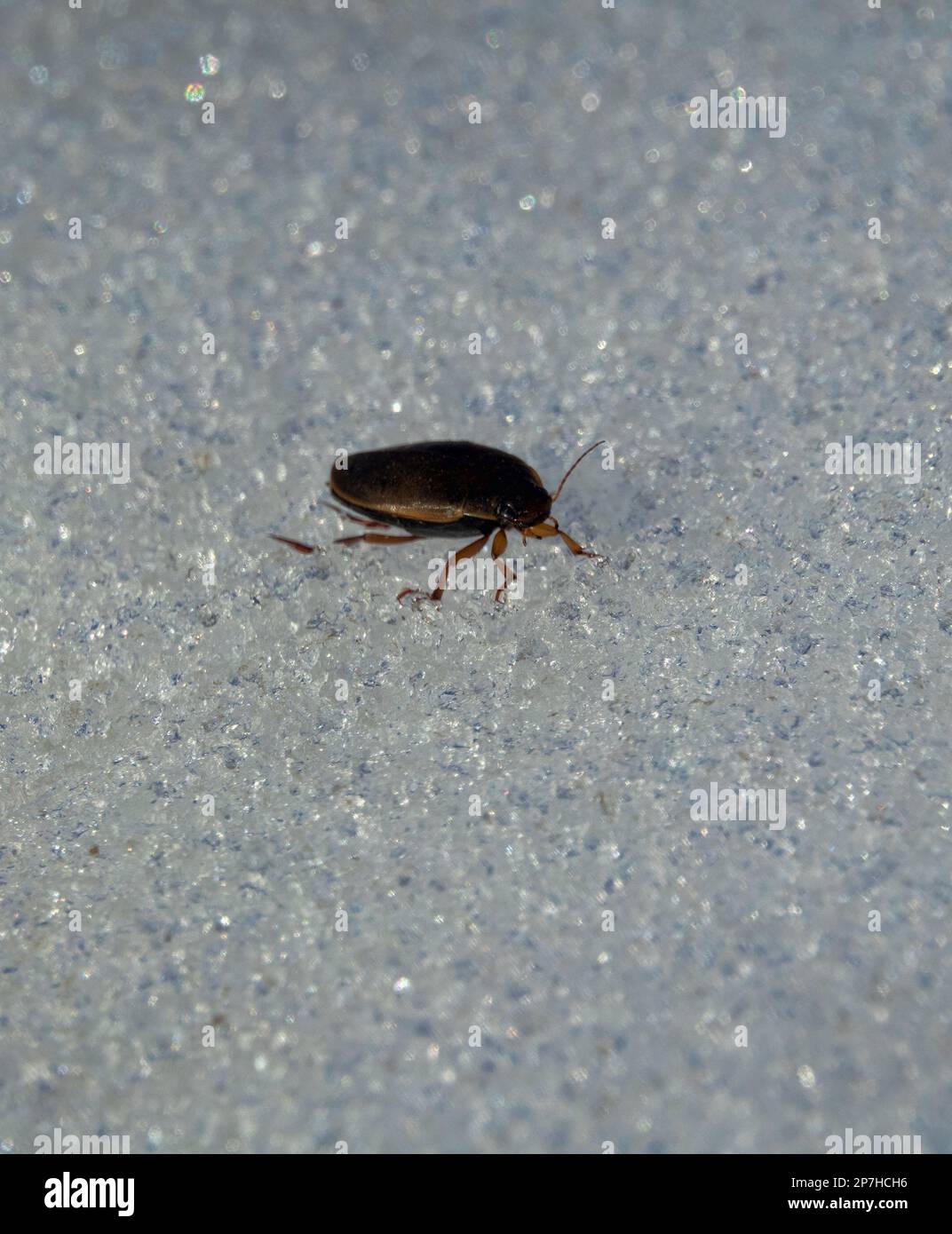 Diving beetle (Rhantus notatusm, Dytiscidae). The beetle came out on
