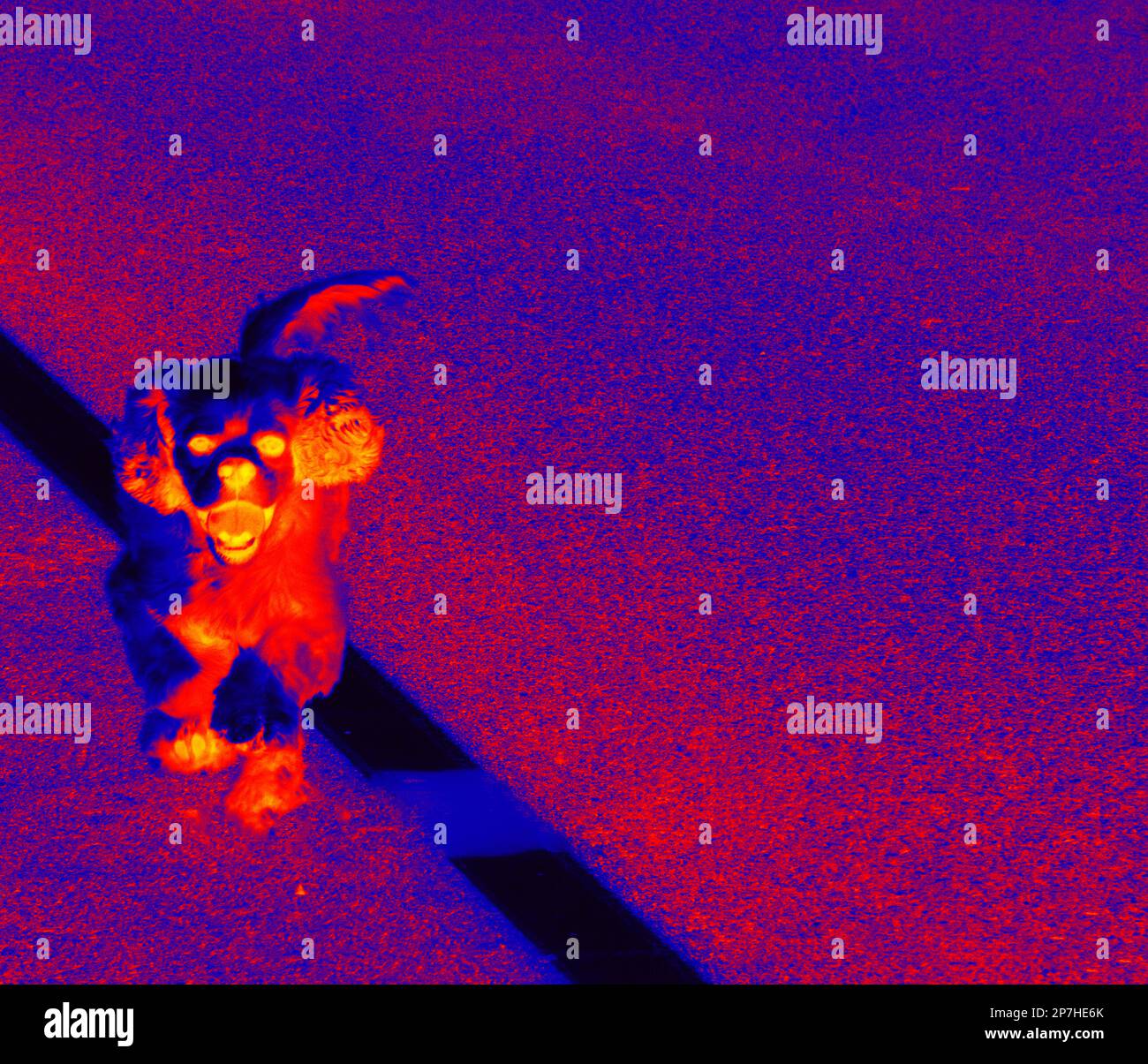 A stray dog beg for food on the road. A picture from the car window. Illustration of thermal image Stock Photo