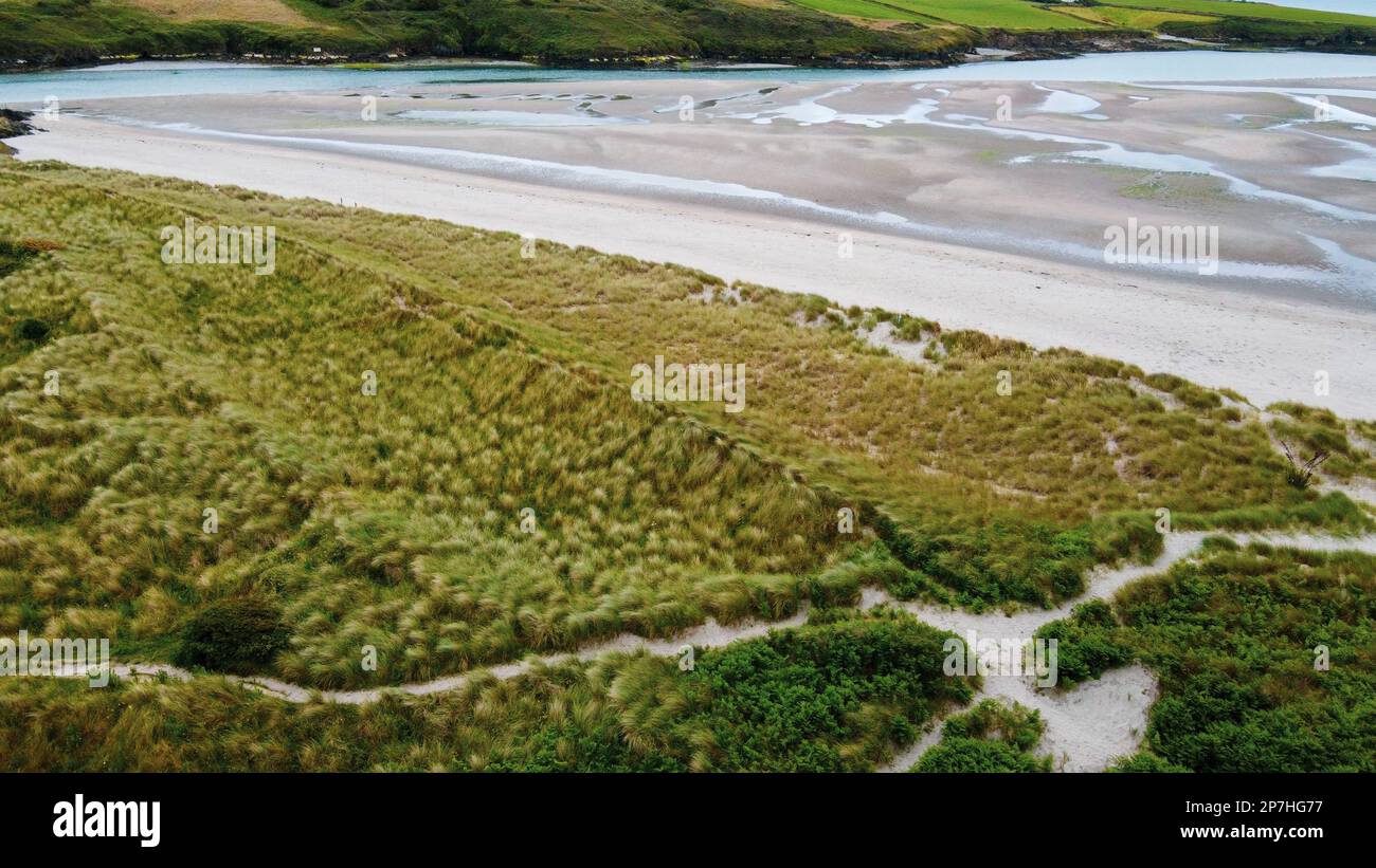 A sandbank at low tide. Sandy seashore covered with marram grass. European beachgrass. Green grass near body of water Stock Photo