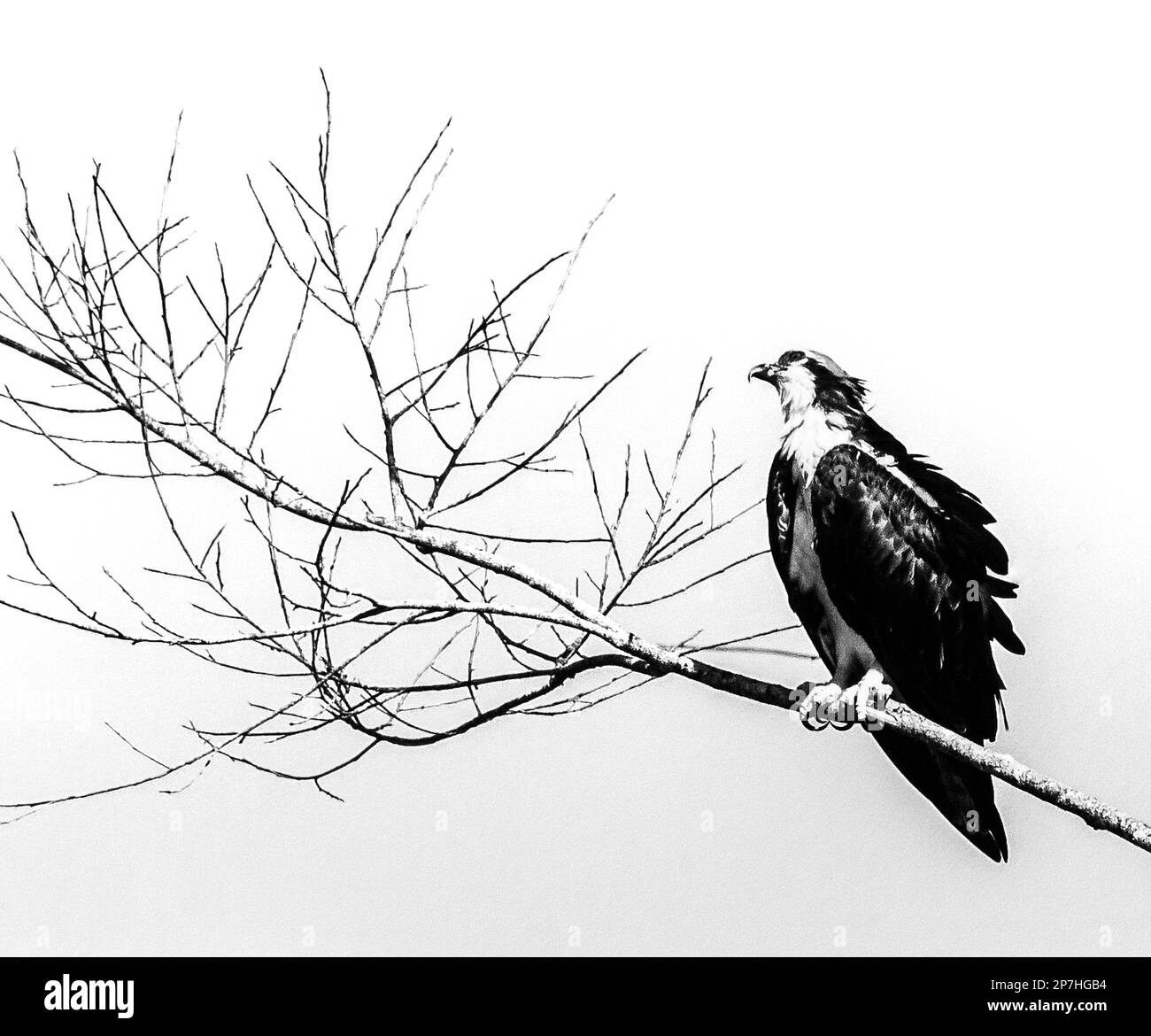 A monochrome image of an osprey on a bare branch in Costa Rica Stock Photo