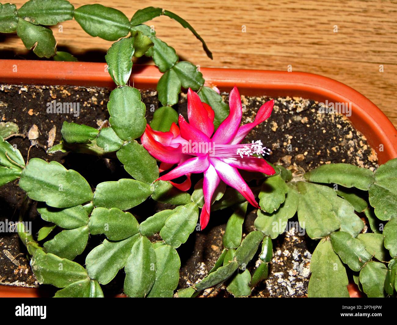 Christmas Cactus Flowering In A Pot Schlumbergera Plant Stock Photo Christmas Cactus Flowering In A Pot Schlumbergera Plant Stock Photo