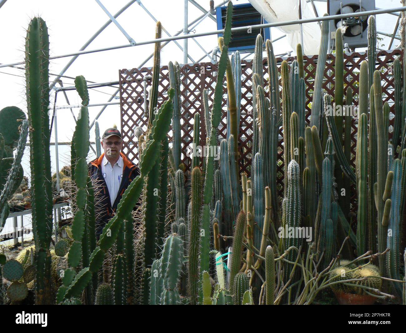 Don Vitko, Minot, stands amongst a portion of South American cacti that are  destined for display at the International Peace Garden. Vitko's cactus  collection includes more than 5,200 different plants. (AP Photo/The