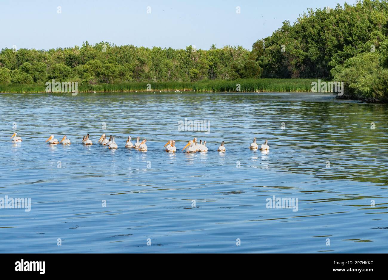 A group of White Pelicans swimming towards the wetlands at Cherry Creek State Park in Colorado. Stock Photo