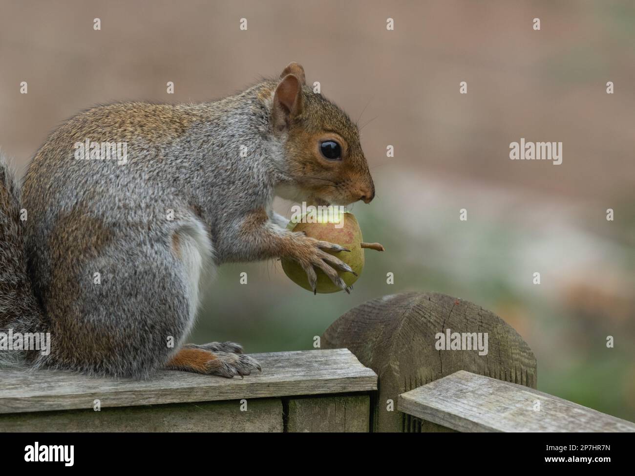 Sharp teethed rodent hi-res stock photography and images - Alamy