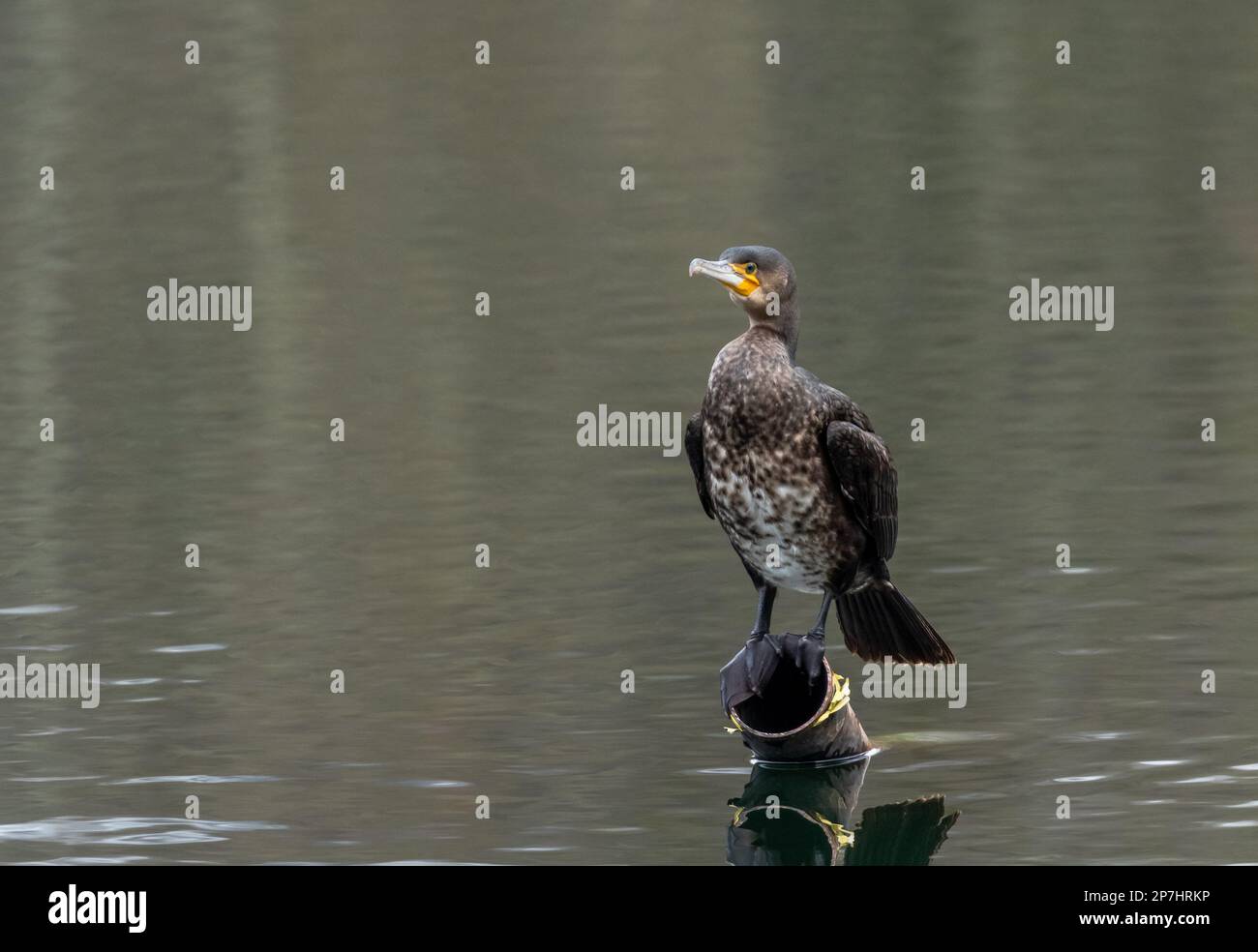 A Cormorant UK (Phalacrocorax Carbo) perched on a pipe in the middle of a fresh water lake. Stock Photo