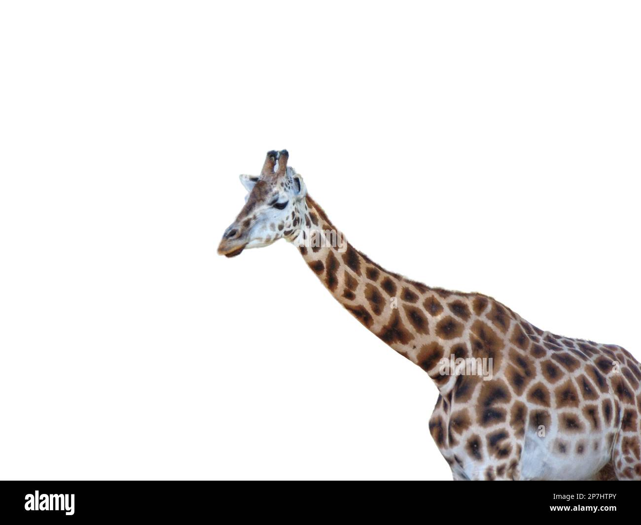 Giraffe isolated on white background Stock Photo