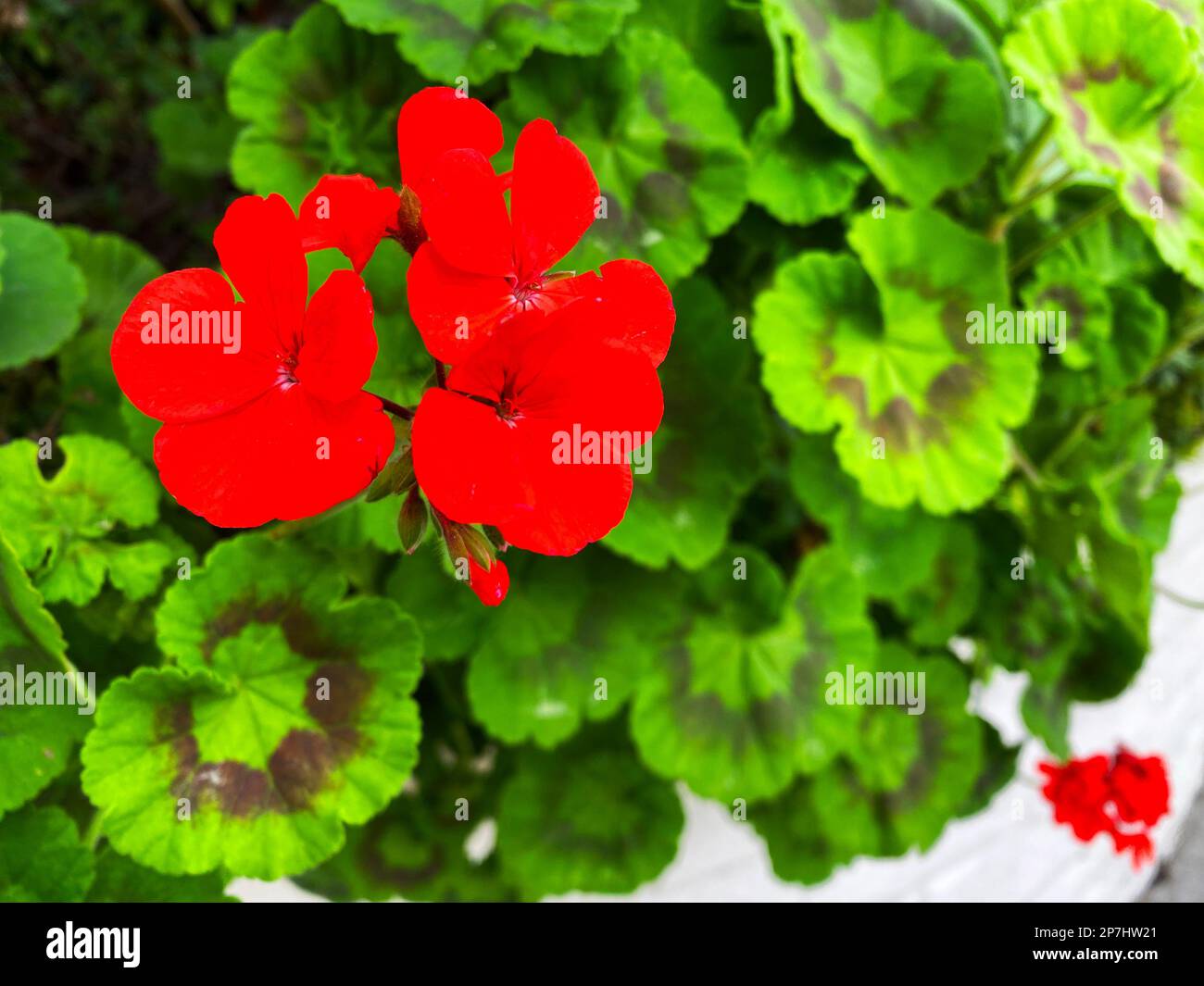 Horseshoe geranium pelargonium zonale hi-res stock photography and images -  Alamy