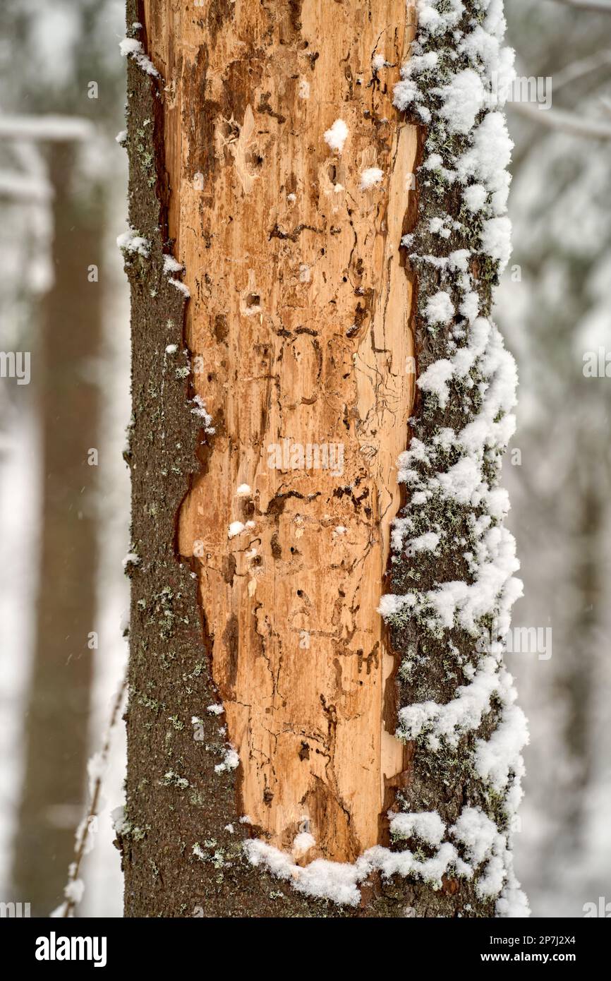 Raised Ridge Tree Featuring intricate ridges hi-res stock photography and images - Alamy