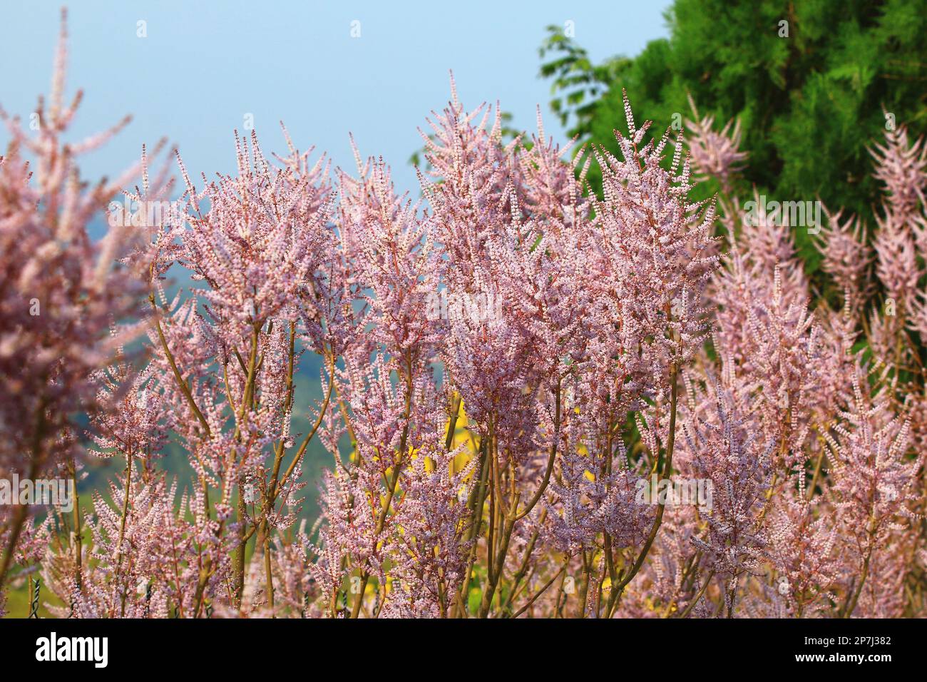 Flowers of the Misty Plume Bush(Ginger Bush,Nutmeg Bush,Gemmerbos