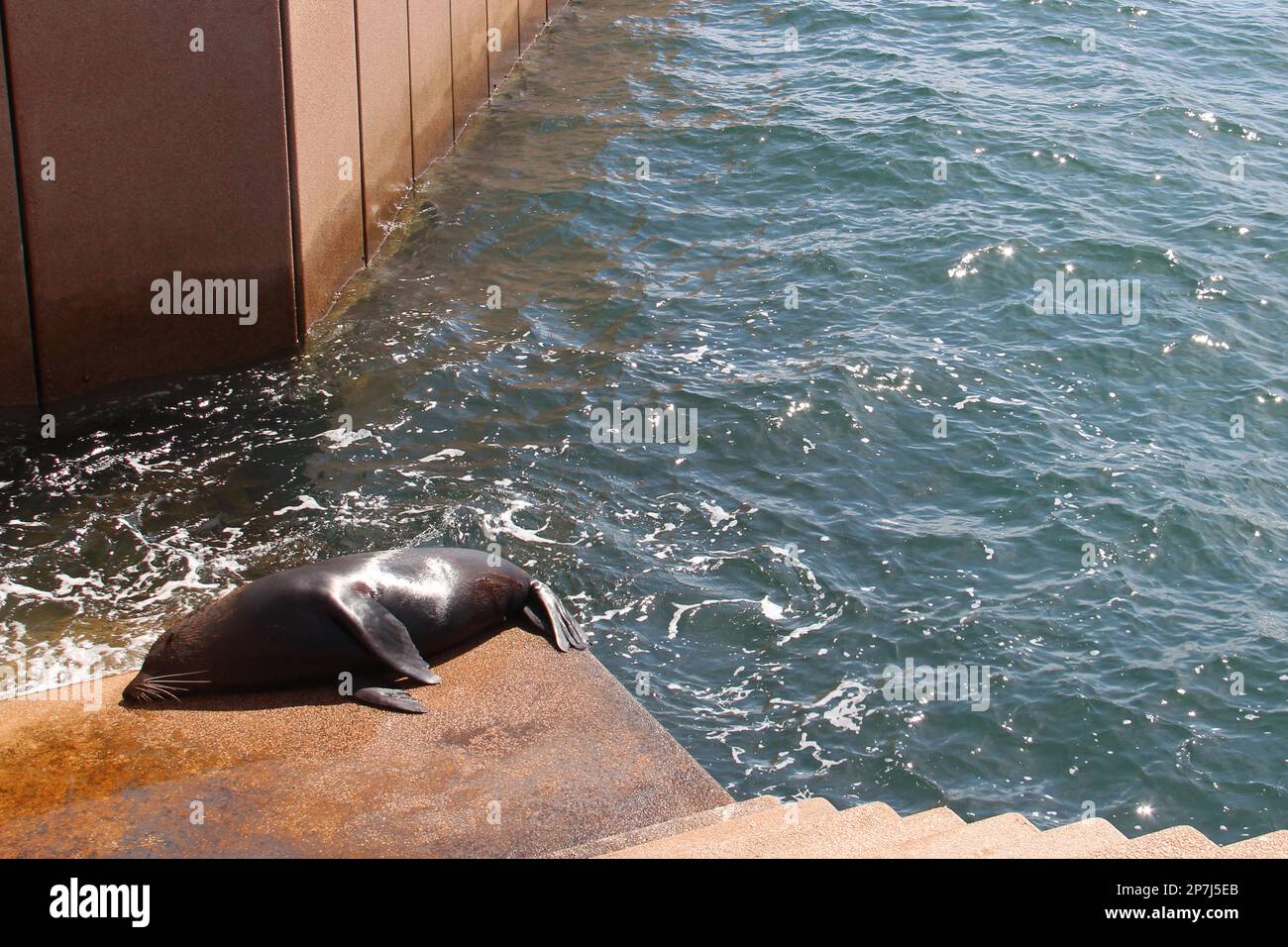 seal at circular quay in sydney (australia Stock Photo Alamy