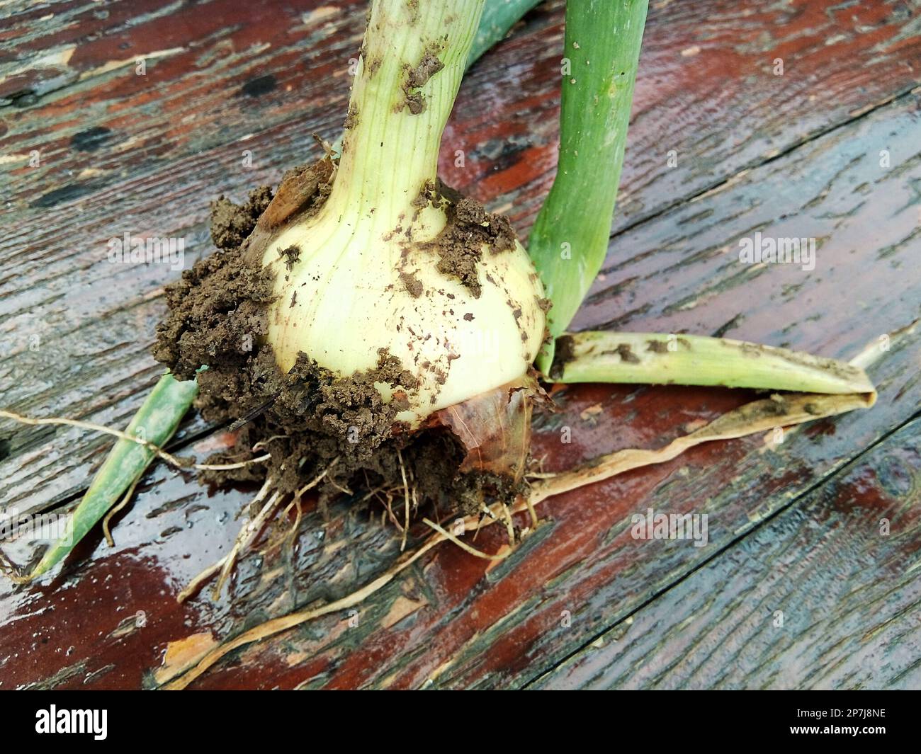 Food from soil hi-res stock photography and images - Alamy