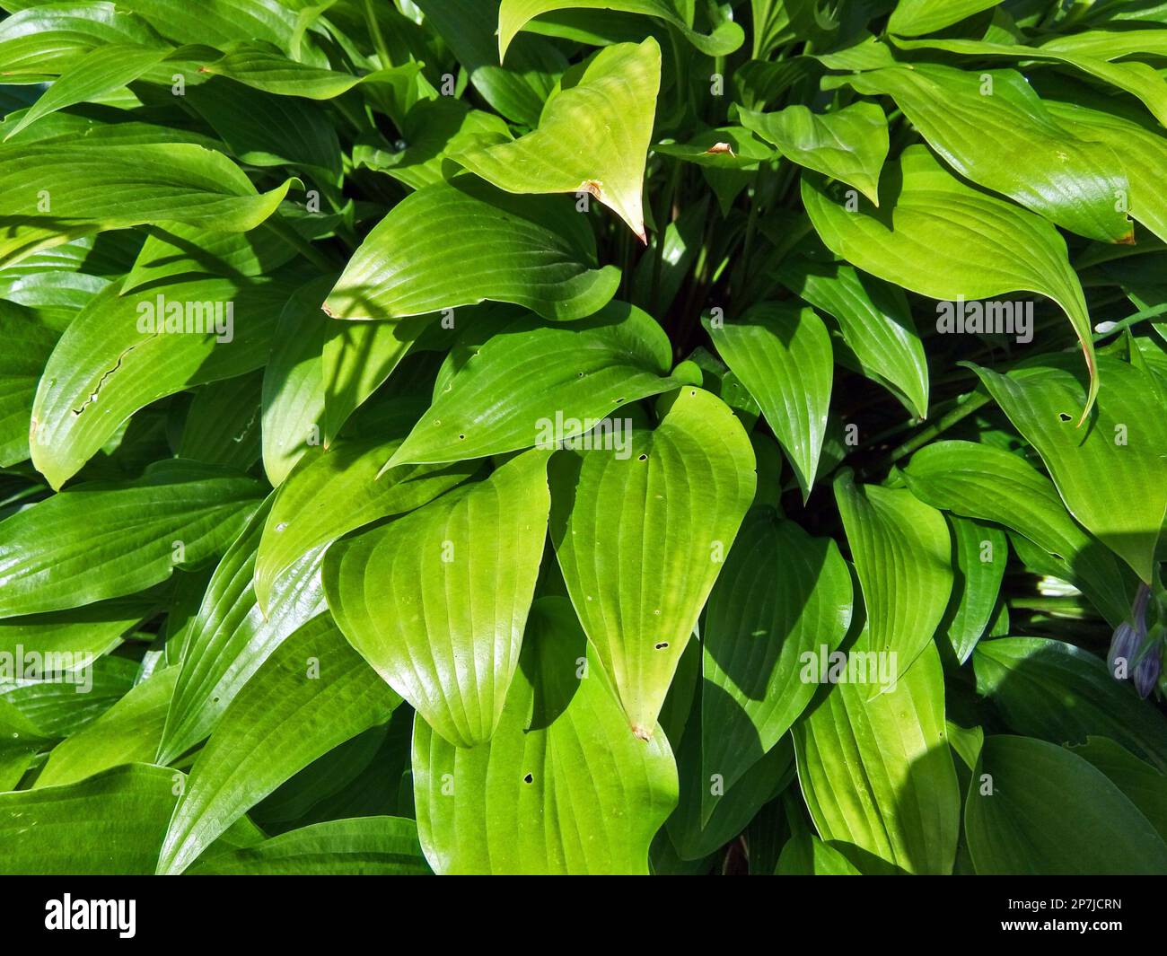 August-lily (Hosta plantaginea) plant Stock Photo