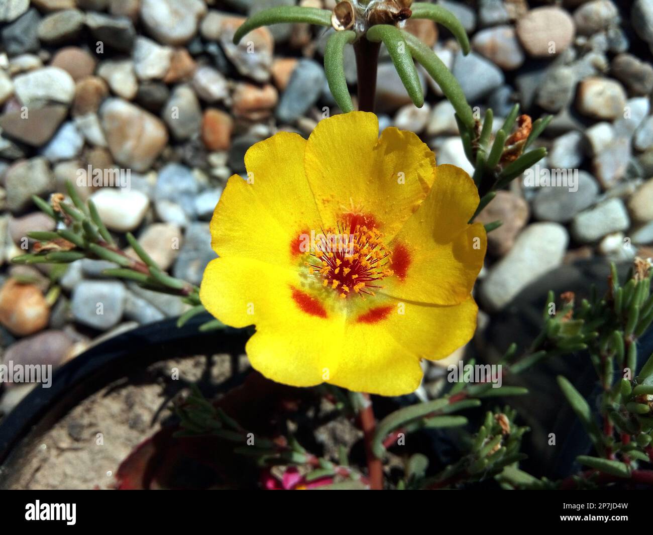 Shrubby purslane (Portulaca suffrutescens) flower Stock Photo