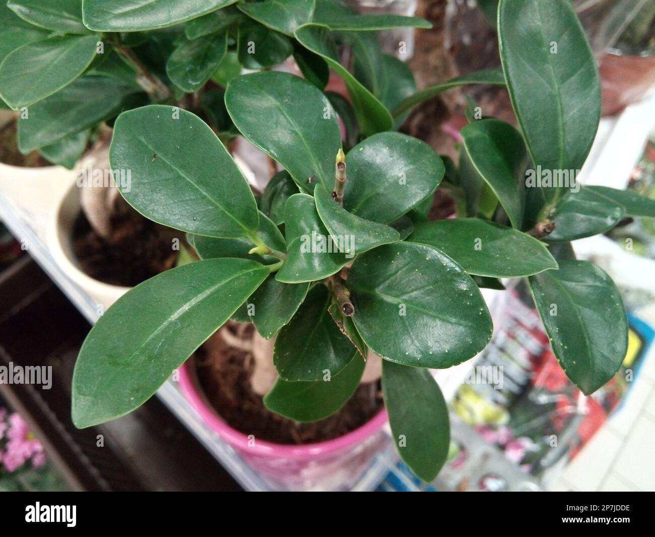 Chinese banyan (Ficus microcarpa) in the hotchpotch Stock Photo