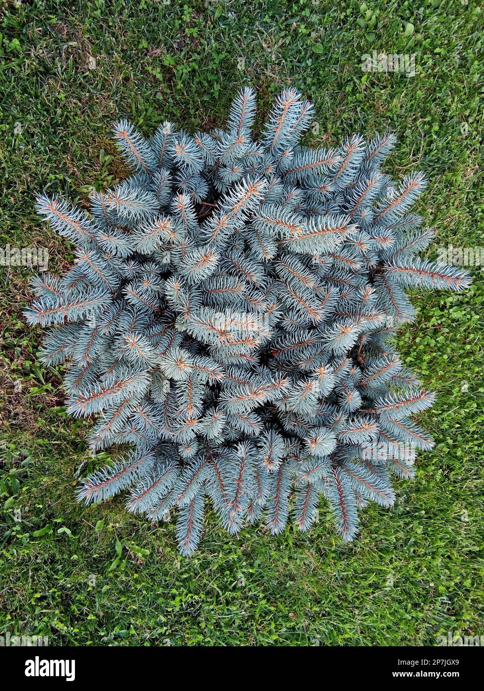 Colorado blue spruce - Romania Stock Photo - Alamy