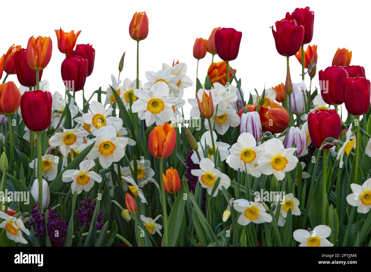 meadow flowers as tulips and narcissus in various colors Stock Photo