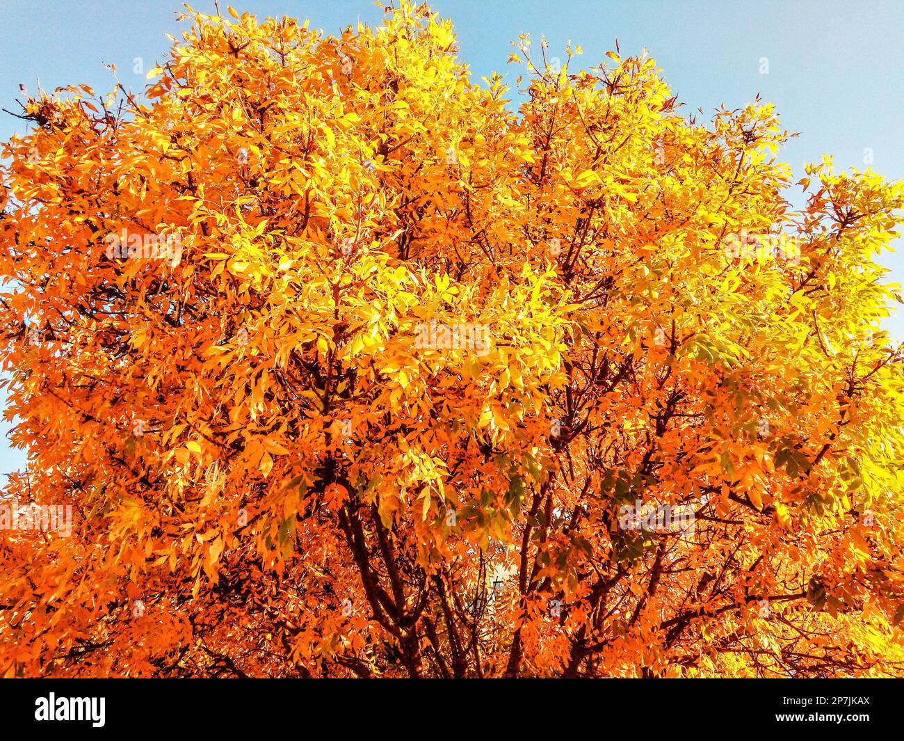 Beautiful yellow tree hi-res stock photography and images - Alamy